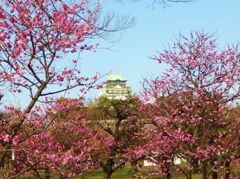 大阪城の梅情報