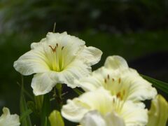 長居植物園のヘメロカリス