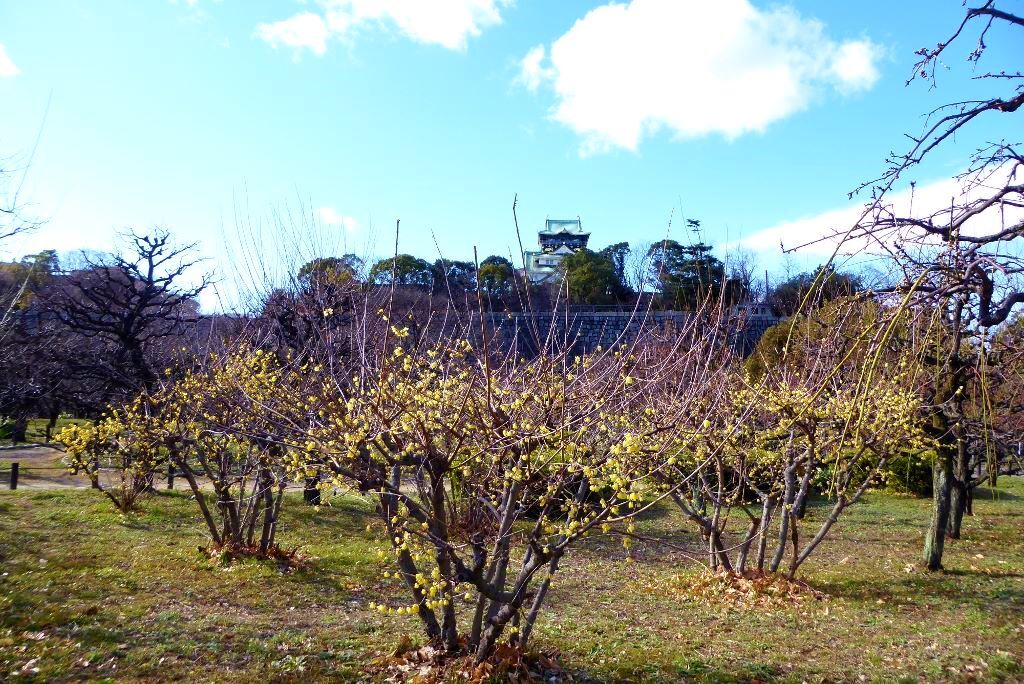 大阪城の蝋梅