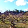 大阪城の蝋梅