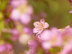 ヒマラヤ桜