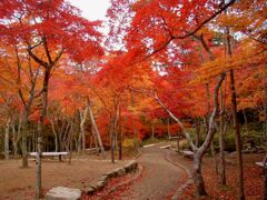 日本一の紅葉有馬瑞宝寺公園