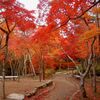 日本一の紅葉有馬瑞宝寺公園