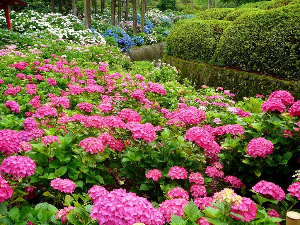 三室戸寺の紫陽花