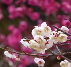 京都二条城の梅