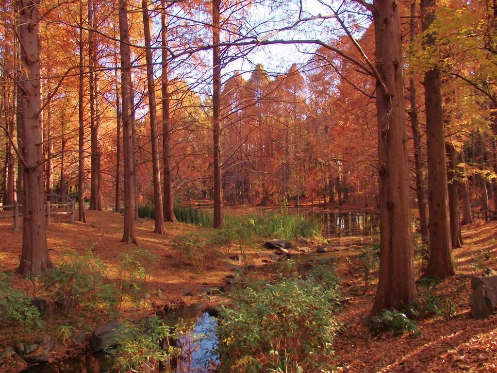 大阪の紅葉