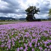 日本最大のホテイアオイ