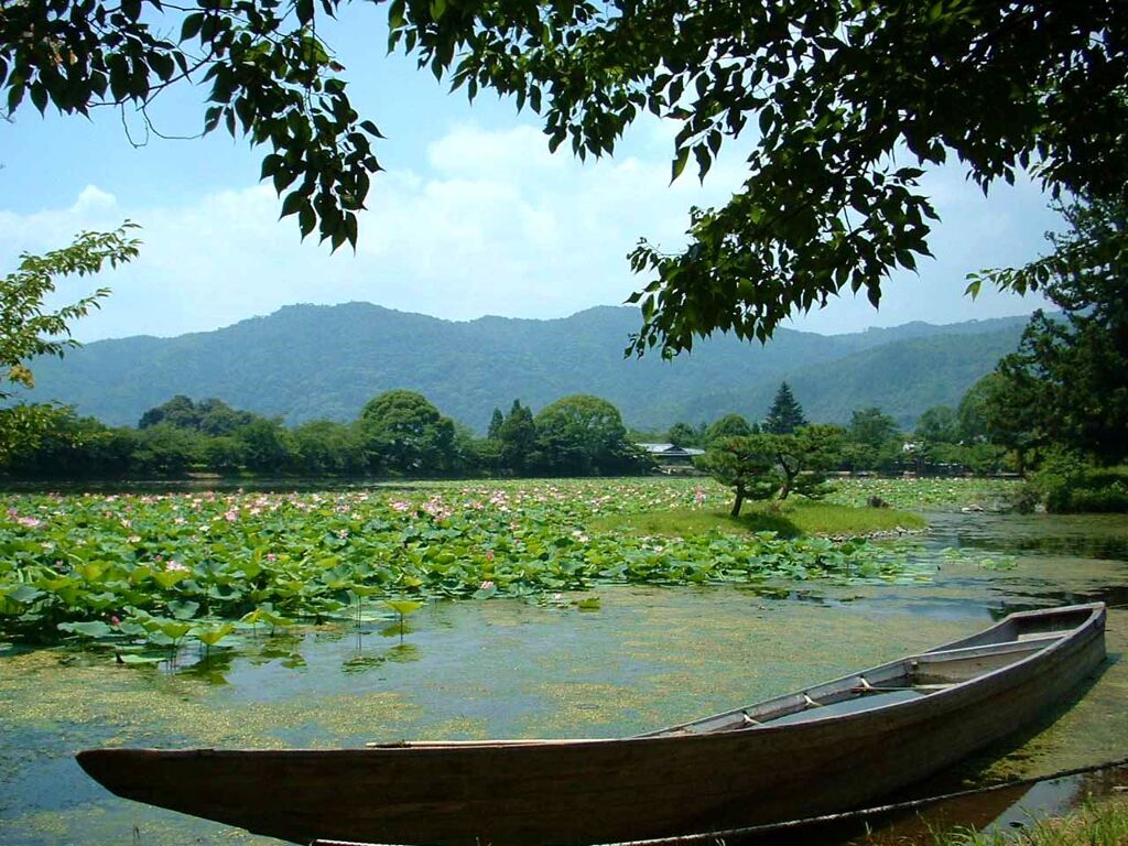 紫式部の愛した蓮、京都大覚寺