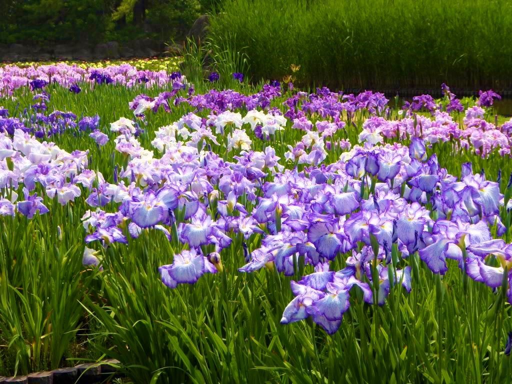 長居植物園の菖蒲