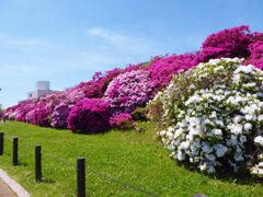 浅香山緑道のつつじ