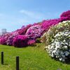 浅香山緑道のつつじ