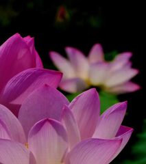 紫式部の愛した蓮、京都大覚寺