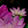 紫式部の愛した蓮、京都大覚寺