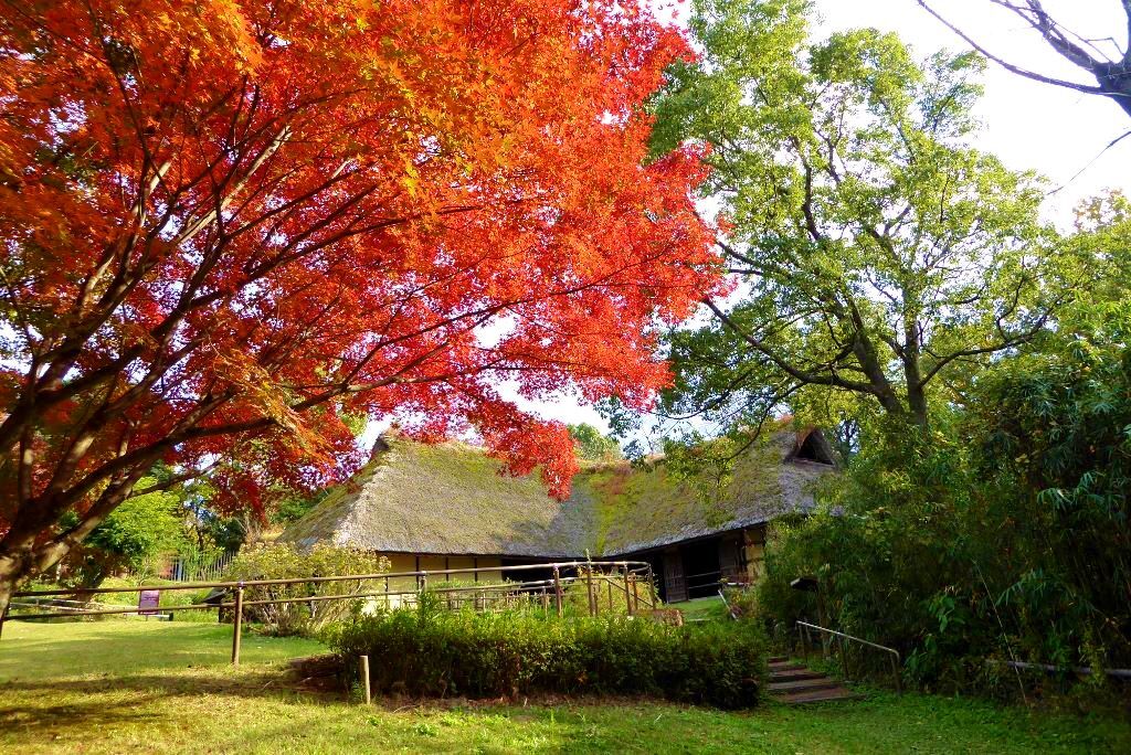 故郷の紅葉