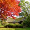 故郷の紅葉