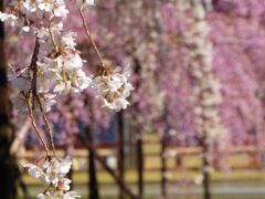 枝垂れ桜