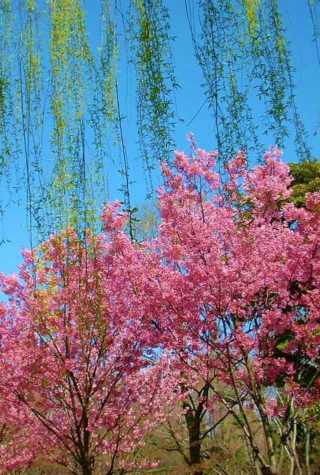 陽光桜