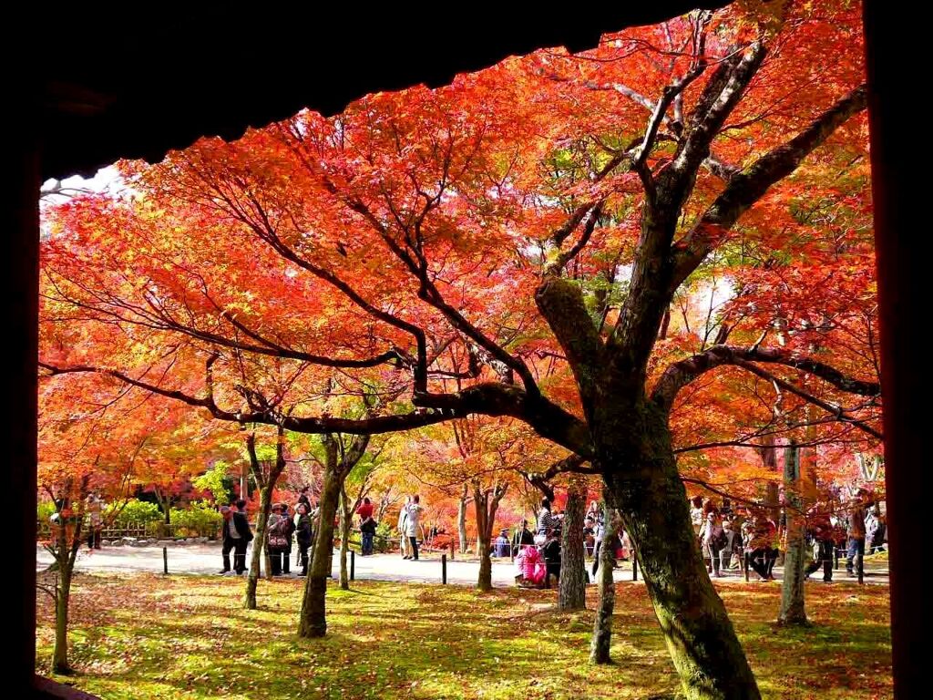 世界一の紅葉京都東福寺