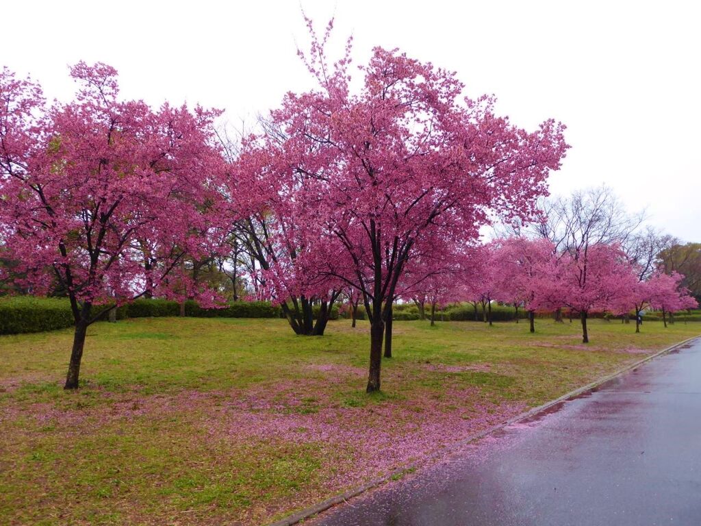 オカメ桜の道