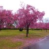 オカメ桜の道
