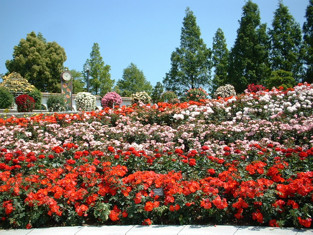 関西最大のバラ園 By 正道 Id 写真共有サイト Photohito