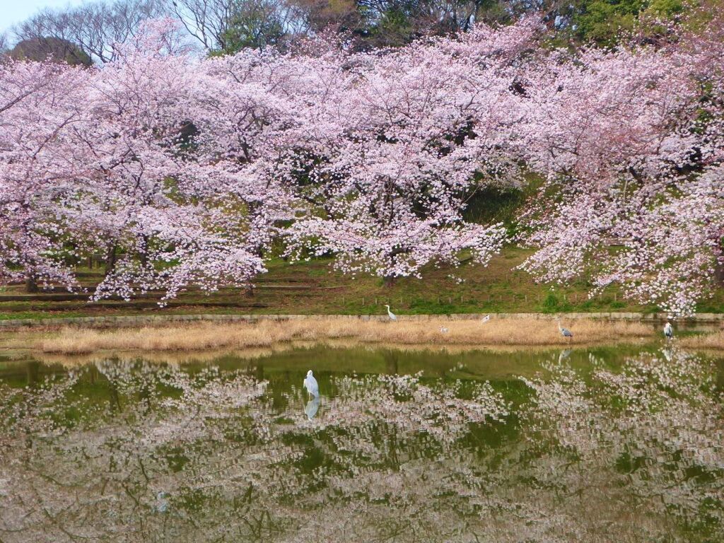 美の極致の桜