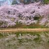 美の極致の桜