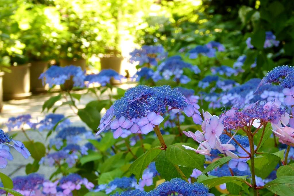 坐摩神社（いかすりじんじゃ）の紫陽花