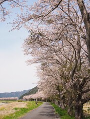 春の風♪rururu~