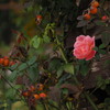autumn rose