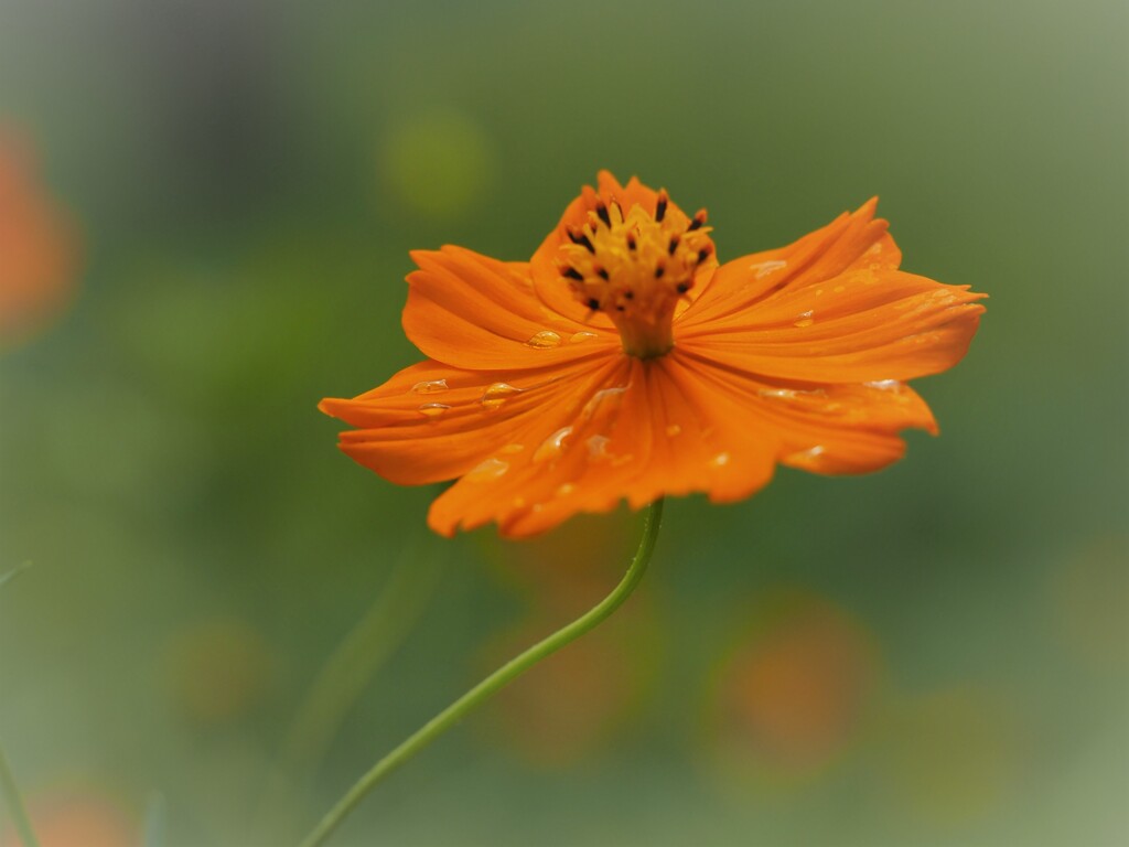 通り雨。