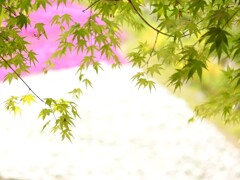 新緑の季節