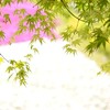 新緑の季節