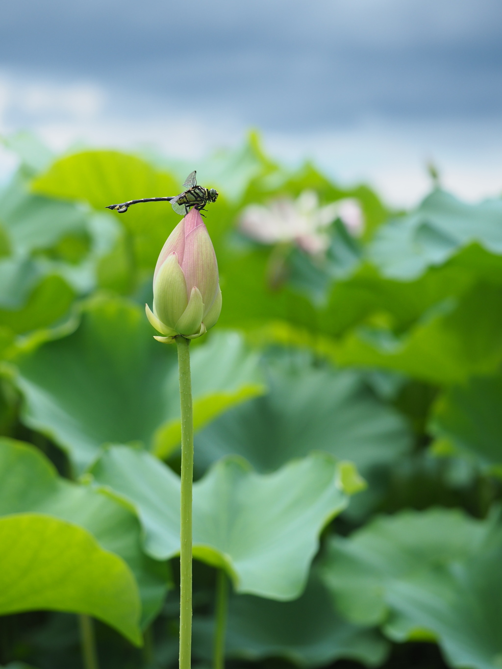 蕾の上で ひとやすみ。