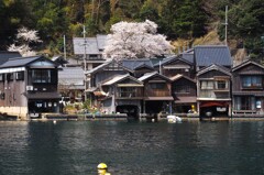 舟屋を彩る桜