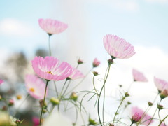 ゆ～らゆら 風と遊ぶ。