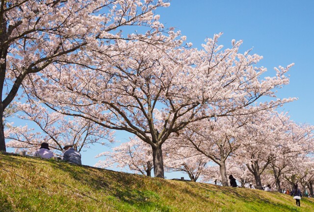 花・草木写真集