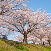 春の花