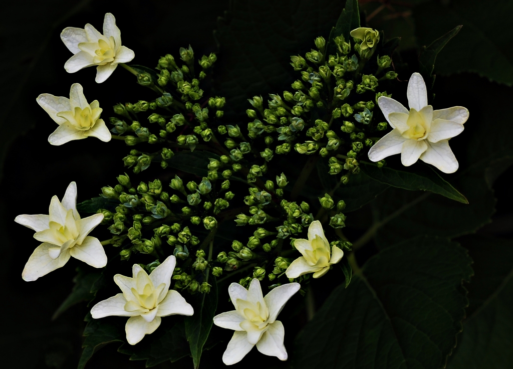 七星紫陽花
