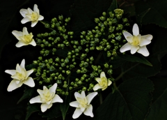 七星紫陽花