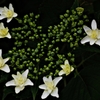 七星紫陽花