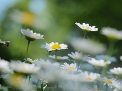 ５月の風｡