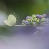 水無月