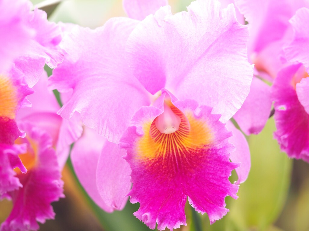 Cattleya