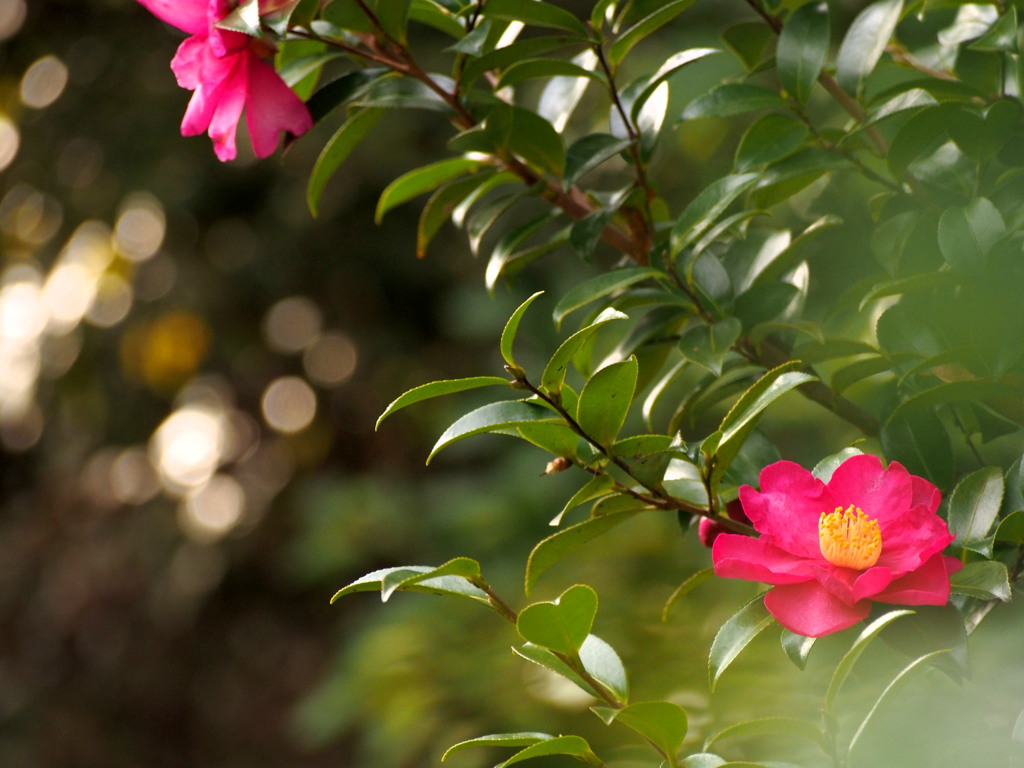 山茶花の咲く頃