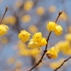 winter sweet