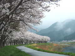 桜　時々･･･雨。