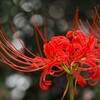 曼殊沙華