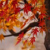 晩秋の彩り
