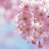 花びらも踊ってる｡。